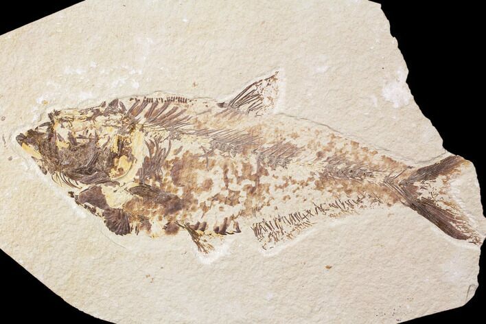 Bargain, Diplomystus Fossil Fish - Wyoming #89144